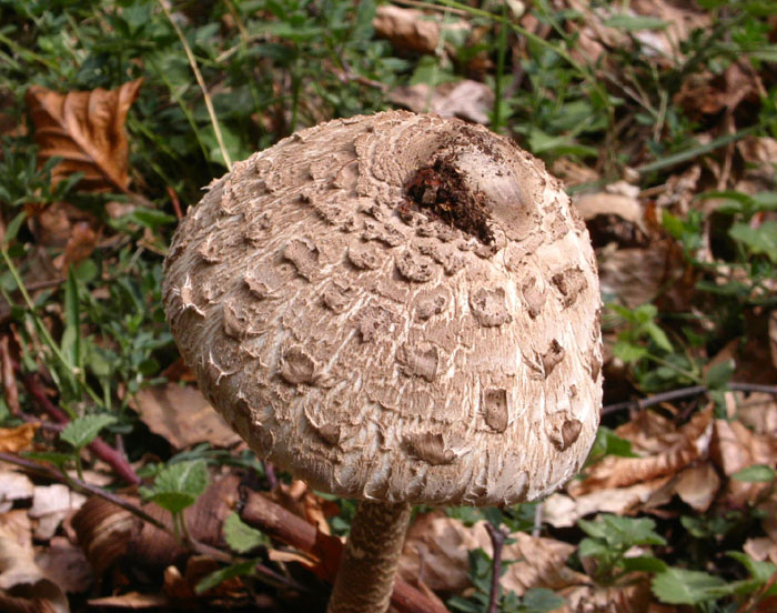 La bellezza di un fungo